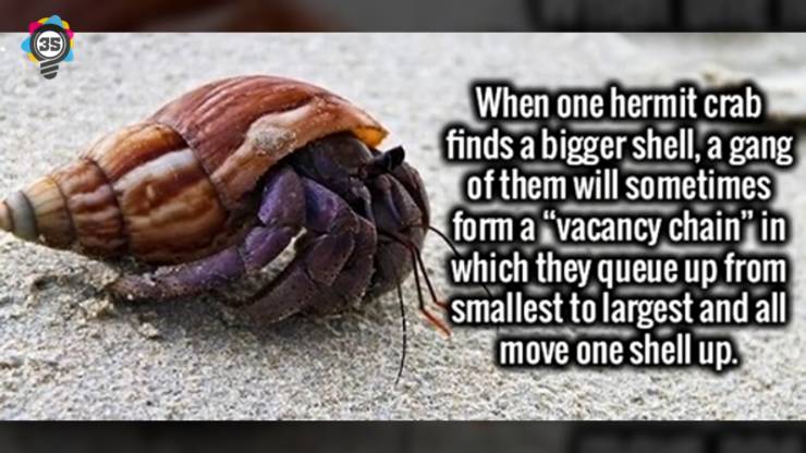 hermit crab fun facts - When one hermit crab finds a bigger shell, a gang of them will sometimes form a "vacancy chain" in which they queue up from smallest to largest and all move one shell up.