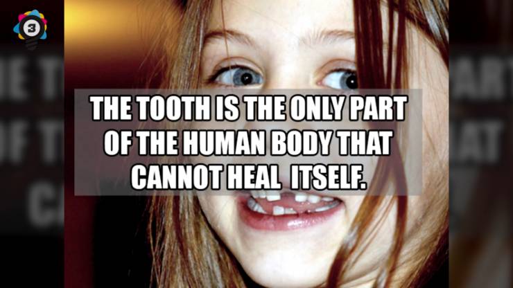 6 year old missing her front teeth - The Tooth Is The Only Part Of The Human Body That Cannot Heal Itself