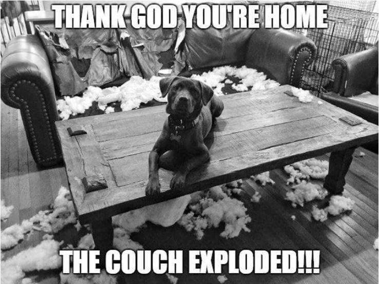 dog - Thank God You'Re Home The Couch Exploded!!!