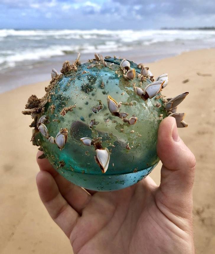 A marine Pokémon?Nope, it’s just a glass ball covered in sea shells