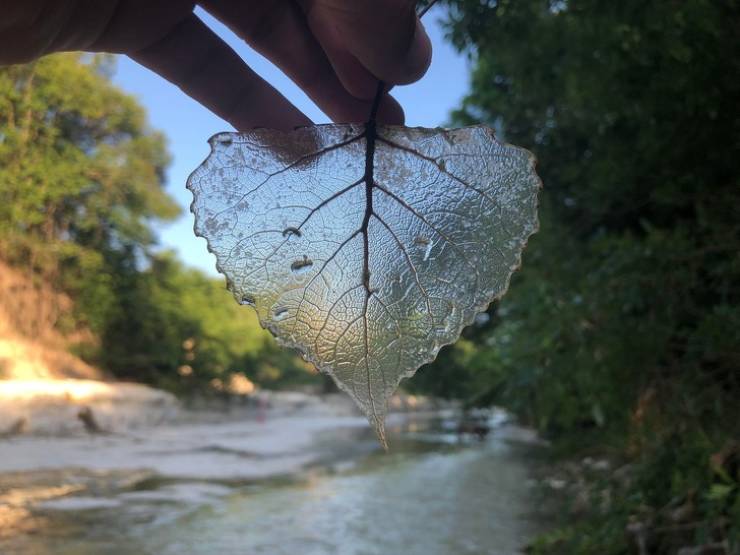 You actually can make a transparent leaf on your own. You’ll need a brush, a pan, and sodium carbonate.