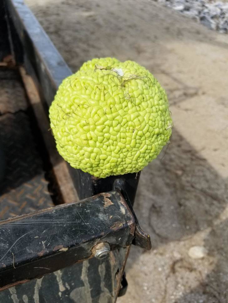 It’s the fruit from the Osage orange (or hedge apple) tree.