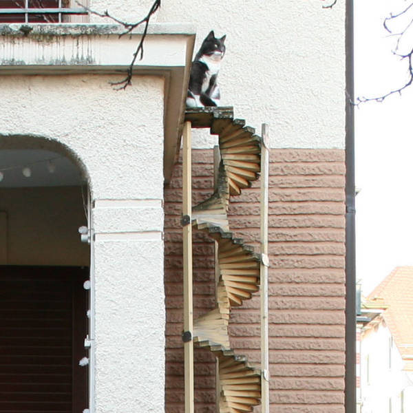 The Phenomenon Of Cat Ladders In Switzerland

The picture shows a rarely seen model, a spiral staircase that can be ordered on the Web