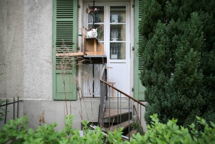 22 Times Switzerland Has Gone Cat Ladder Crazy