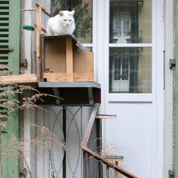 swiss cat ladders