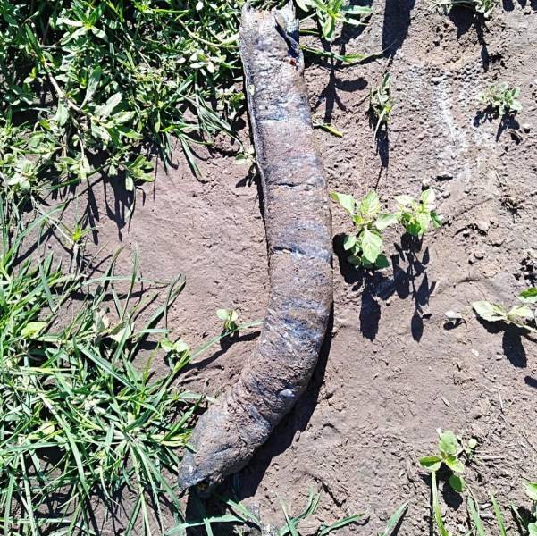 Scientists know relatively little about the South American lungfish which is found only in the Amazon, Paraguay, and lower Parana River which runs through various countries including Argentina and Brazil.