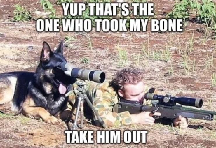 funny military dog memes - Yup That Is The One Who Took My Bone Take Him Out