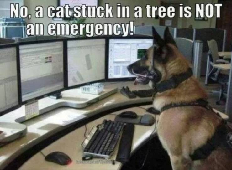 dog customer service meme - No, a cat stuck in a tree is Not an emergency!