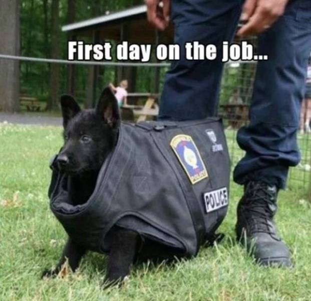 puppy first day on the job - First day on the job...
