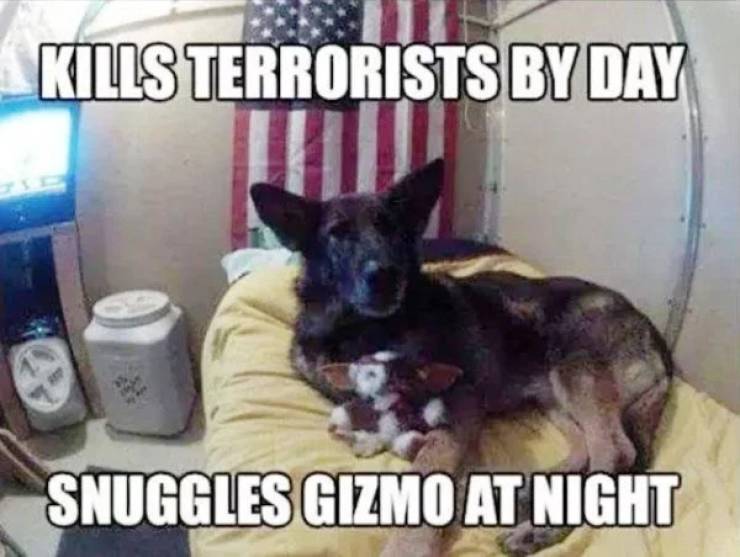 service dog memes - Kills Terrorists By Day Snuggles Gizmo At Night