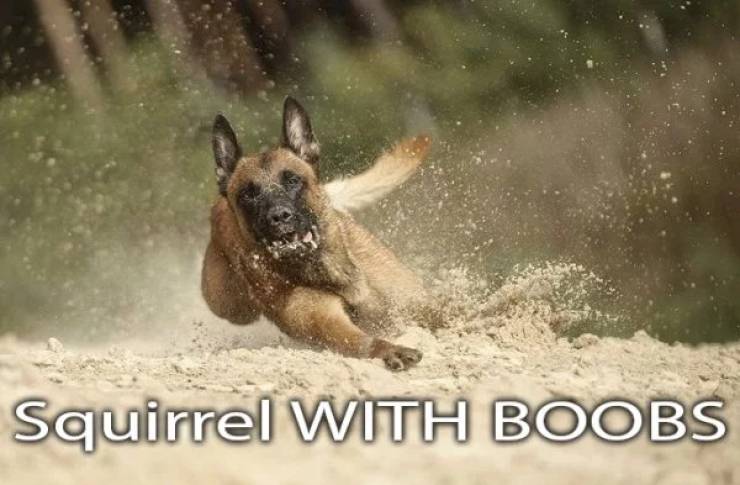 service dogs meme - Squirrel With Boobs