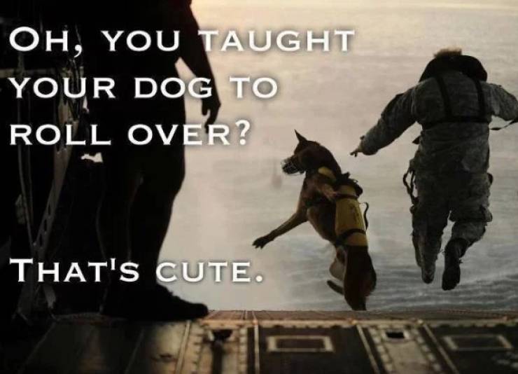 dog on osama bin laden raid - Oh, You Taught Your Dog To Roll Over? That'S Cute.