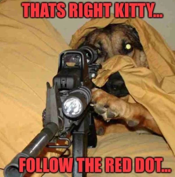 that's right kitty follow the red dot - Thats Right Kitty The Red Dot