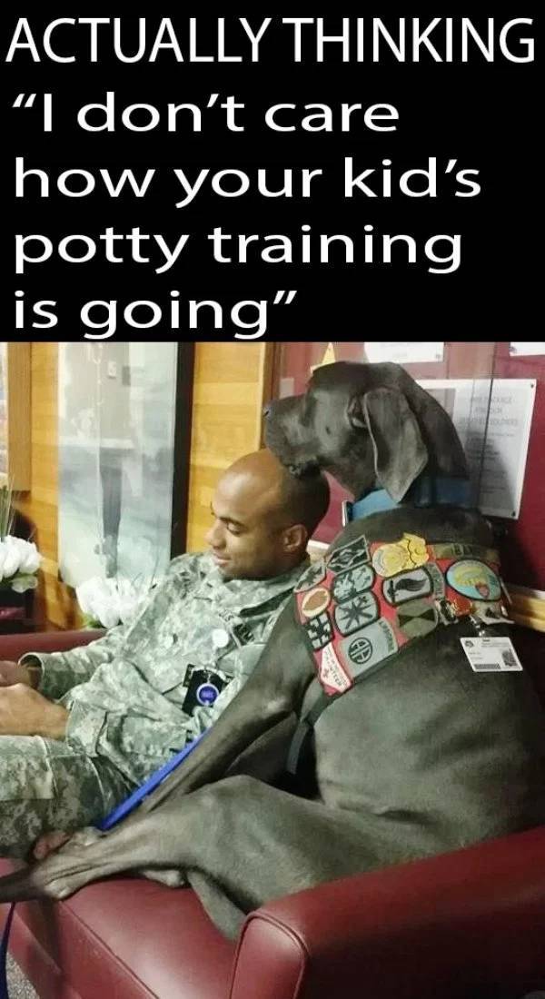 military therapy dog great dane - Actually Thinking I don't care how your kid's potty training is going