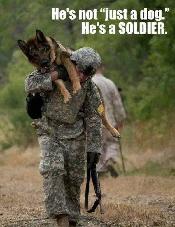 military dog meme - He's not "just a dog." He's a Soldier.