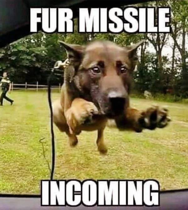dog memes - Fur Missile Incoming