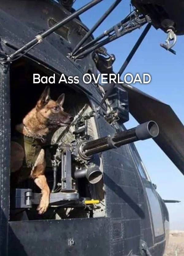 benno ranger dog - Bad Ass Overload
