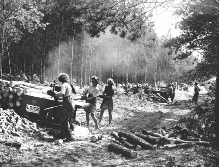 Women Who Worked As Lumberjacks During Wartime