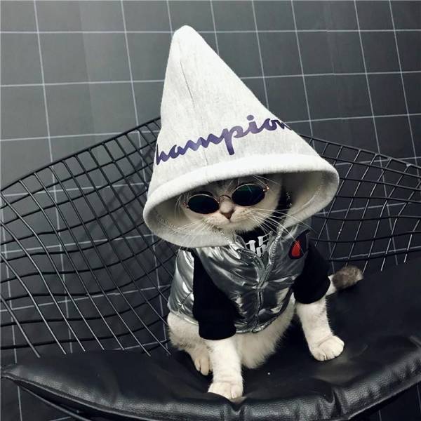 cool pic cat wearing a hoodie