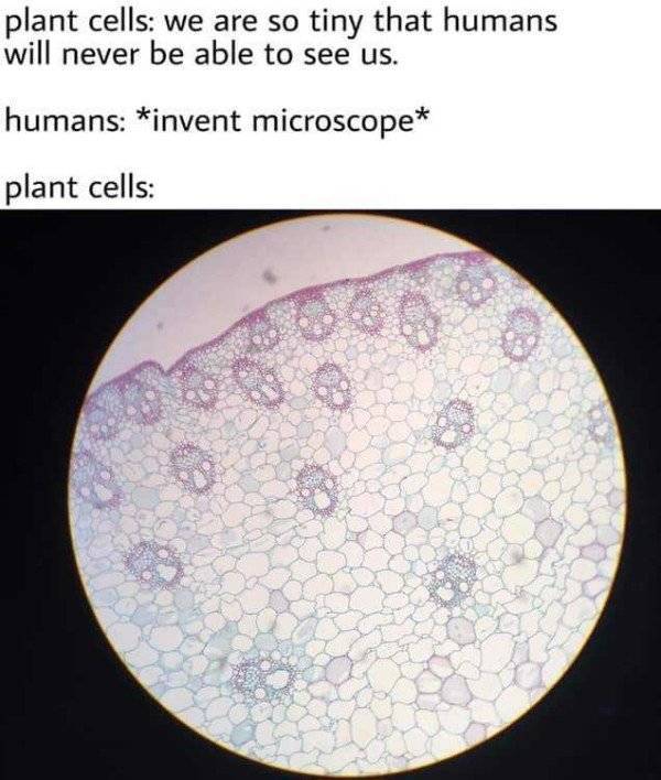 plant cell meme - plant cells we are so tiny that humans will never be able to see us. humans invent microscope plant cells