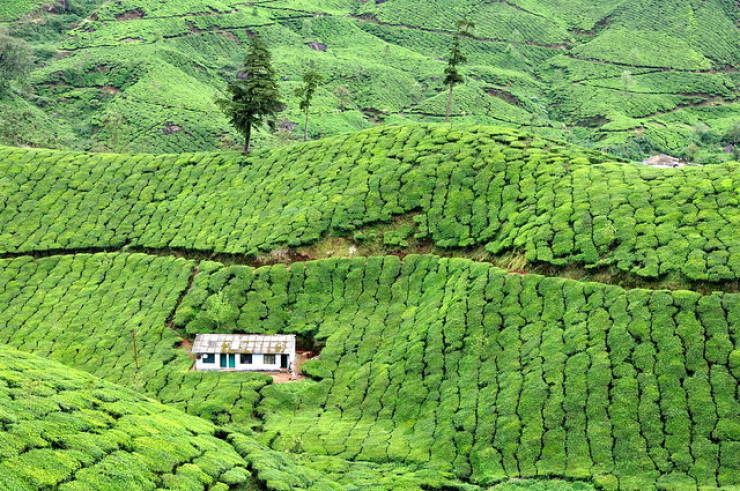 Munnar, India