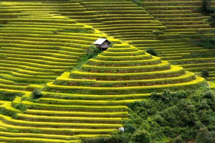 Rice Terrace Fields, Mu Chang Chai, Vietnam