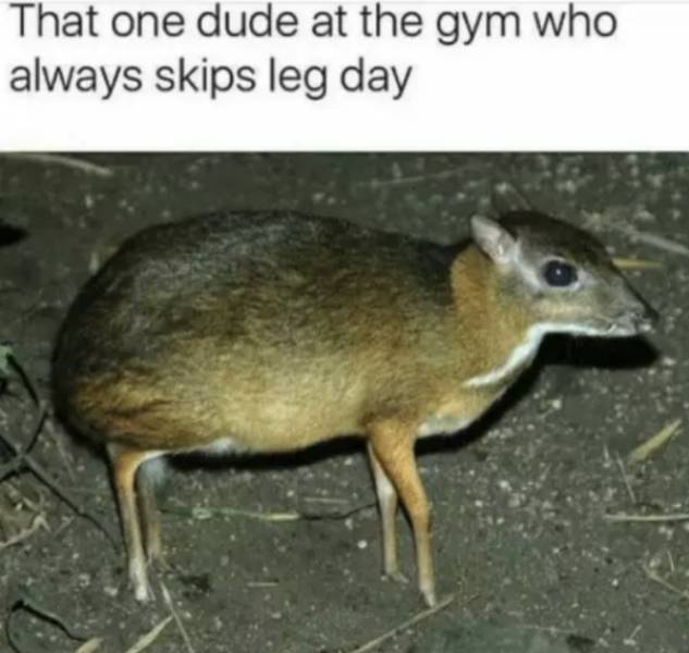skip leg day deer - That one dude at the gym who always skips leg day