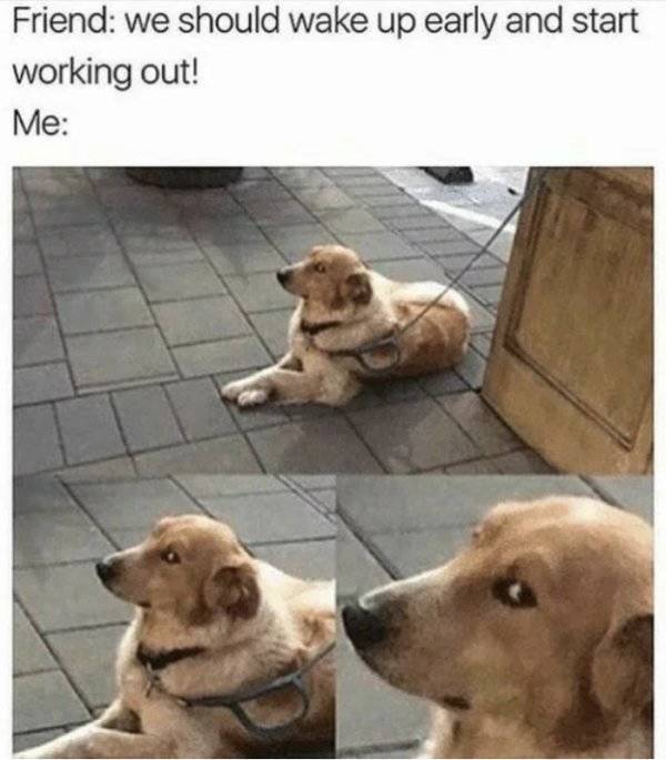 best dog memes - Friend we should wake up early and start working out! Me