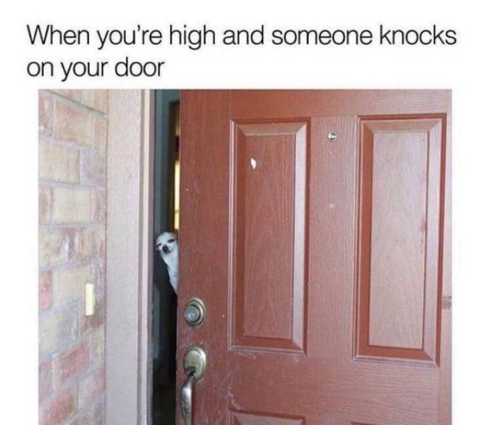 420 Memes - dog answering door meme - When you're high and someone knocks on your door