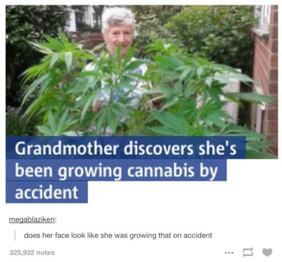 420 Memes - grandma growing cannabis - Grandmother discovers she's been growing cannabis by accident megablaziken does her face look she was growing that on accident 325,932 notes