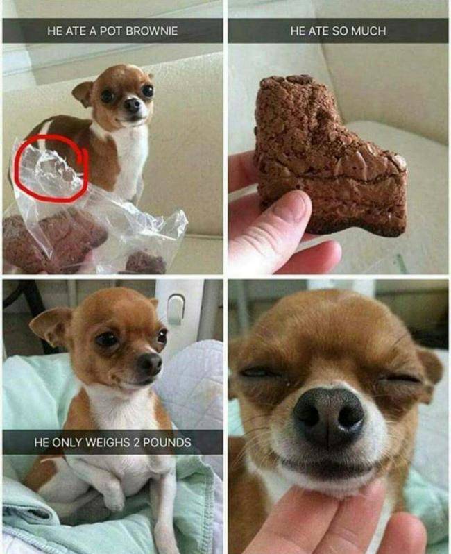420 Memes - pot brownies meme - He Ate A Pot Brownie He Ate So Much He Only Weighs 2 Pounds