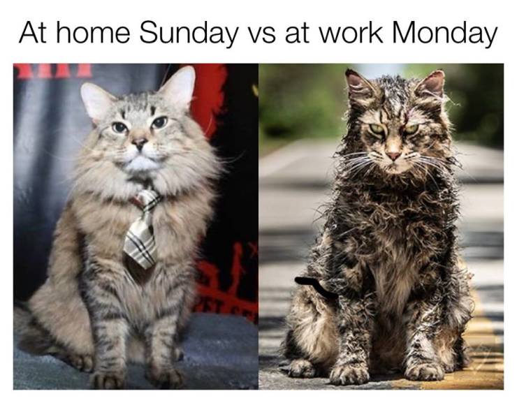 funny meme of poster pet sematary 2019 - At home Sunday vs at work Monday
