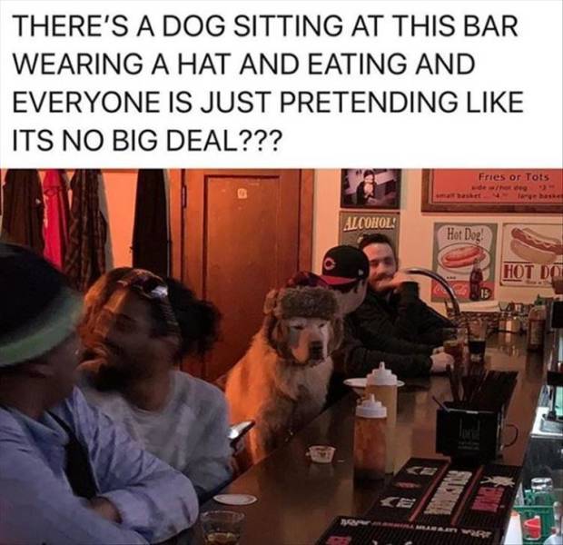 funny meme of dog at a bar - There'S A Dog Sitting At This Bar Wearing A Hat And Eating And Everyone Is Just Pretending Its No Big Deal??? Fries or Tots gebas Alcohol Hot Do