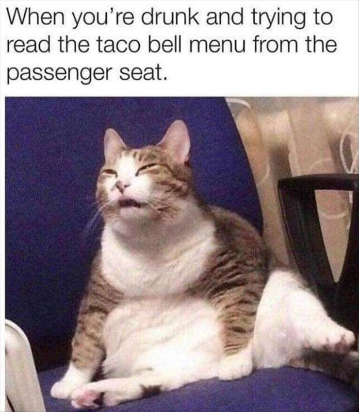 funny meme of fluffy cats - When you're drunk and trying to read the taco bell menu from the passenger seat.