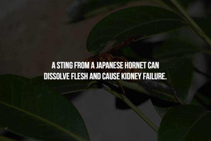 leaf - A Sting From A Japanese Hornet Can Dissolve Flesh And Cause Kidney Failure.