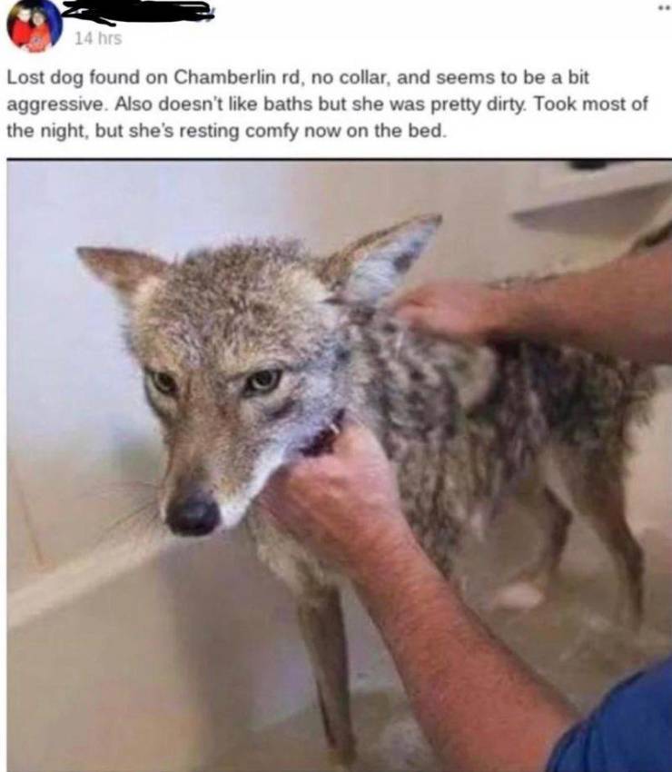 coyote bath - 14 hrs Lost dog found on Chamberlin rd, no collar, and seems to be a bit aggressive. Also doesn't baths but she was pretty dirty. Took most of the night, but she's resting comfy now on the bed.