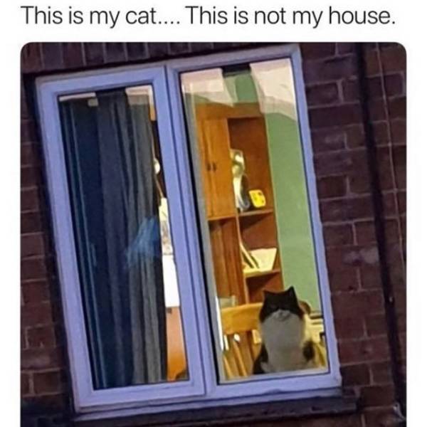 funny memes - This is my cat.... This is not my house.