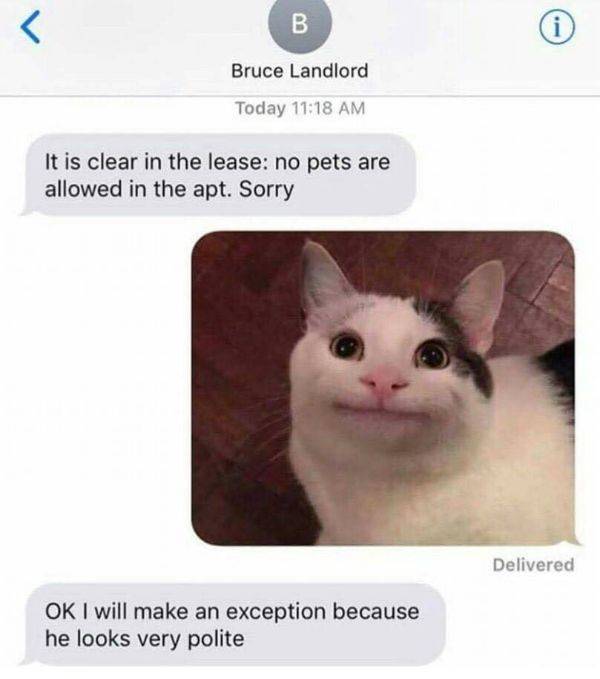 funny memes -polite cat meme - Bruce Landlord Today It is clear in the lease no pets are allowed in the apt. Sorry Delivered Ok I will make an exception because he looks very polite
