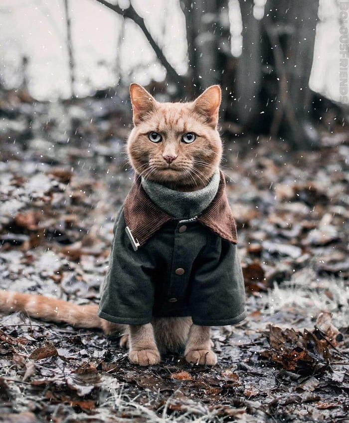cat in coat