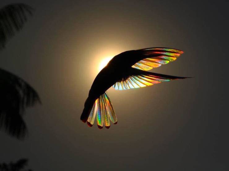 funny black jacobin hummingbird rainbow