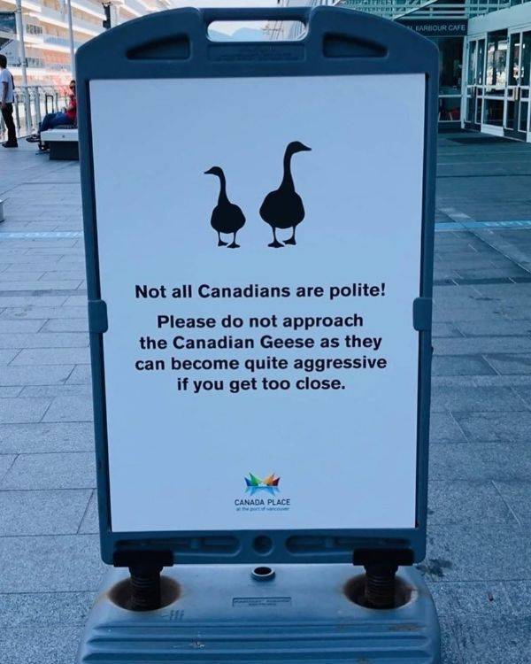 canadians funny - Widel Ce Labour Cafe Not all Canadians are polite! Please do not approach the Canadian Geese as they can become quite aggressive if you get too close. Canada Place