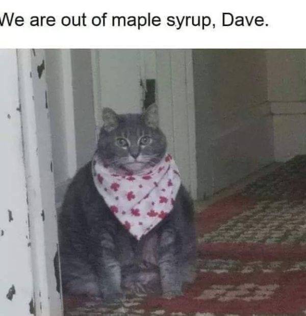 dave we are out of maple syrup - We are out of maple syrup, Dave.