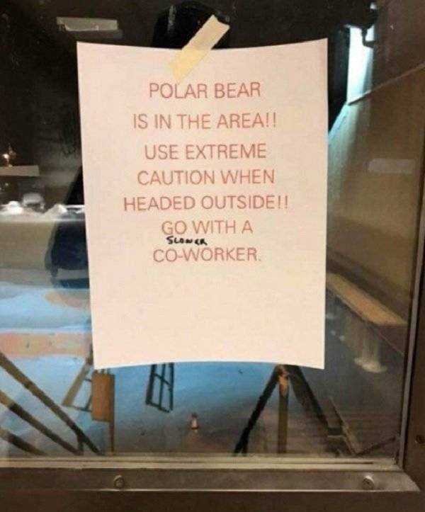 slow workers meme - Polar Bear Is In The Area!! Use Extreme Caution When Headed Outside!! Go With A CoWorker