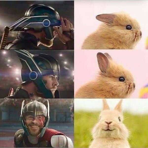 thor rabbit meme