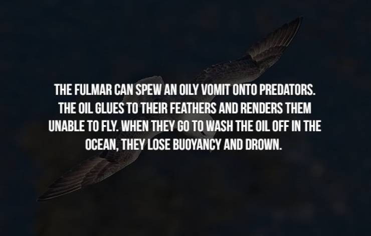sky - The Fulmar Can Spew An Oily Vomit Onto Predators. The Oil Glues To Their Feathers And Renders Them Unable To Fly. When They Go To Wash The Oil Off In The Ocean, They Lose Buoyancy And Drown.