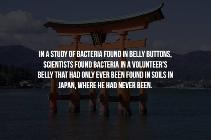 itsukushima - In A Study Of Bacteria Found In Belly Buttons, Scientists Found Bacteria In A Volunteer'S Belly That Had Only Ever Been Found In Soils In Japan, Where He Had Never Been.