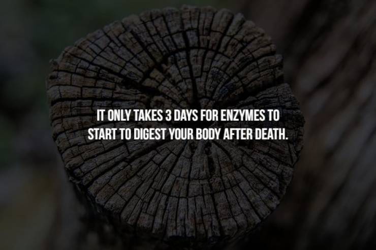 biome - It Only Takes 3 Days For Enzymes To Start To Digest Your Body After Death.