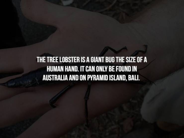 black hair - The Tree Lobster Is A Giant Bug The Size Of A Human Hand. It Can Only Be Found In Australia And On Pyramid Island, Bali.