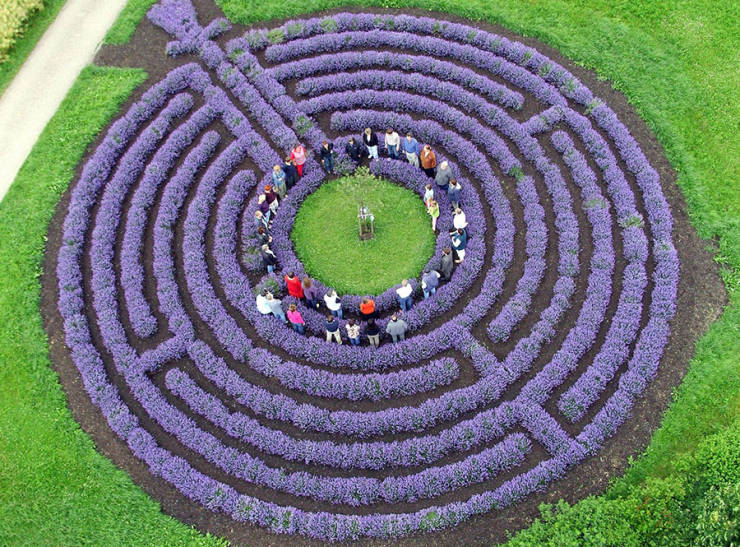 lavender maze