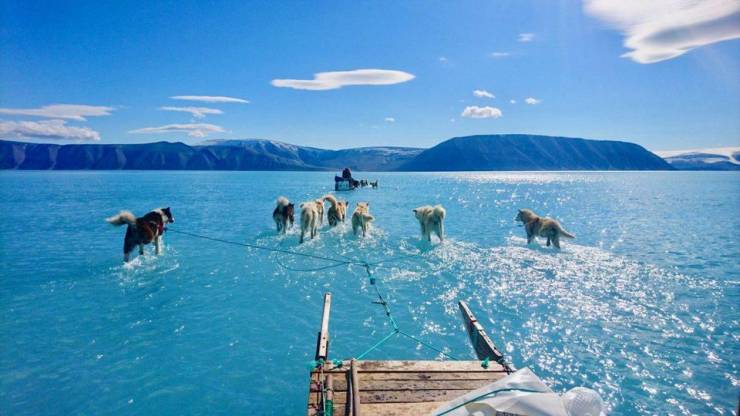 sled dogs walking on water